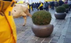 Vacche e vitelli in piazza a Brescia per la protesta Coldiretti