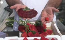 In Israele una fragola da 289 grammi: e' record del mondo