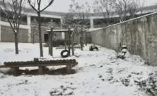 Cina: Shaanxi, panda gigante si diverte tra la neve