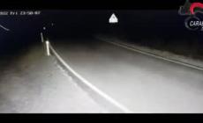 Sparavano dal fuoristrada a cinghiali e caprioli, denunciati