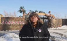 Cina: aumenta popolazione tigri siberiane selvatiche tramite allevamento in cattivita'