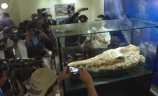 Lima, trovati i resti di una balena di 36 milioni di anni