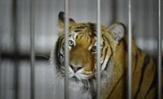 Tigre fugge da gabbia di un circo e uccide pony, catturata