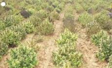 Spagna, la polizia sequestra un'enorme piantagione di cannabis