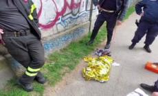 In difficolta' nel fiume Po, capriolo salvato a Torino