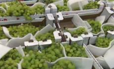 Ortofrutta traina il Made in Italy, export da record