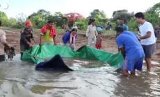 Cambogia, la razza gigante viene rimessa nel fiume: è in via d'estinzione - Video