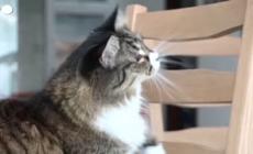 In Italia importati 3 milioni di animali esotici all'anno: allerta salute (e problemi etici) - Video