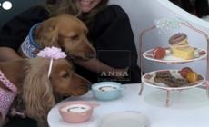 A Dubai il primo caffè che serve esclusivamente cani - Video