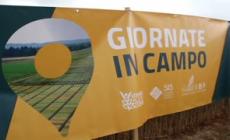 La ricetta salva-grano contro la crisi internazionale