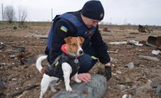 Ucraina: il cane anti-mine Patron sbarca su TikTok - Video