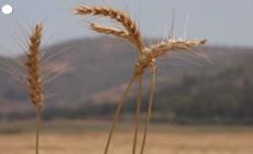 Grano, genetica aumenta produzione e taglia costi