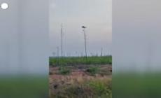 Germania, incendio boschivo a sud di Berlino