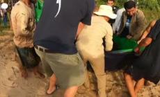 Cambogia, pescato il pesce d'acqua dolce "piu' grande del mondo" nel fiume Mekong