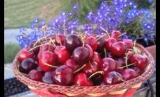 Ciliegie: un toccasana per intestino e sonno. Il valore delle uova. Consigli per la gravidanza