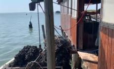 Siccita', il sale nel Po: un killer per le vongole del Delta