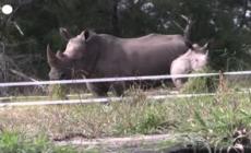Mozambico, reintrodotti i rinoceronti bianchi nello Zinave National Park