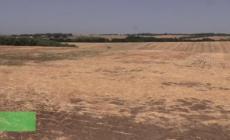 Siccita': "Situazione disperata, persa meta' produzione di grano" - Video