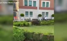 Due cinghiali passeggiano nei giardini dell'ospedale Villa San Pietro a Roma