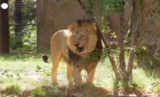 Londra,  Tac per un leone dello zoo