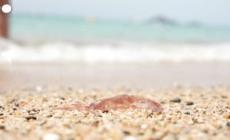 Francia, invasione di meduse in Corsica:  bagnanti armati di secchielli e retini