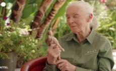 Arriva la Barbie ispirata alla primatologa Jane Goodall