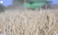 Caldo record alle porte, l'allarme siccita' si allarga