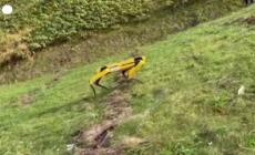 Il Giappone testa un cane robot: puo' essere utilizzato nel comparto forestale