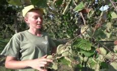 Siccita', danni alle coltivazioni di frutta nel Torinese