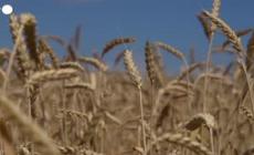 Ucraina, produzione e raccolta del grano nei territori controllati da russi e separatisti