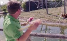 Caldo: Belgio, zoo decide misure speciali per proteggere gli animali