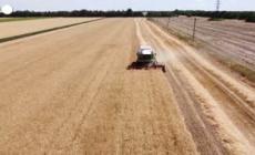 Ucraina, agricoltori continuano a raccogliere il grano nonostante il blocco dei porti