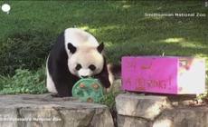 Buon compleanno Mei Xiang: panda compie 24 anni e "festeggia" allo zoo