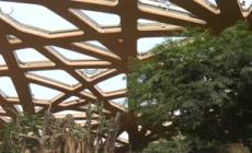 Zurigo, virus uccide tre elefanti in un mese nello zoo della citta'
