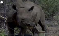 Kenya, l'amicizia tra una ranger e un cucciolo di rinoceronte