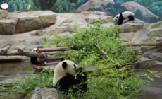 Yuan Dudu e Huan Lili star dello zoo di Beauval, i due panda compiono un anno