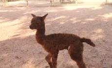 Fiocco rosa al bioparco Zoom di Torino, e' nato un piccolo di alpaca
