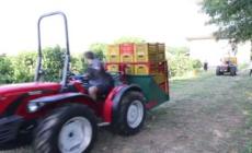 Mappa vendemmia fra siccita' e incognita maltempo