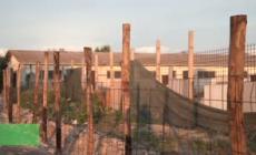 Roma, peste suina: verranno abbattuti 130 tra maiali e cinghiali