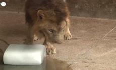 Pakistan, zoo mette all'asta i leoni