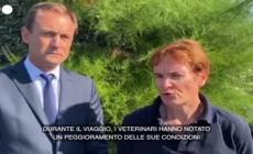 Morte beluga, la veterinaria: "Abbiamo proceduto alla sua eutanasia"