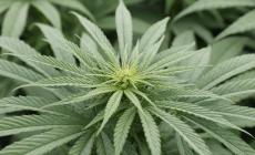 Bologna, mostra per errore la foto di  una piantagione di Cannabis ai carabinieri: arrestato