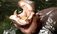 Ippopotamo inghiotte bimbo di 2 anni e poi lo sputa vivo