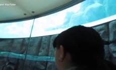 Il viaggio in ascensore dentro l'AquaDom per ammirare i pesci dell'acquario