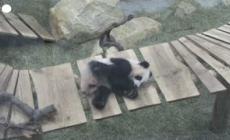 Sorpresa in uno zoo olandese, il panda Fan Xing e' in realta' una femmina