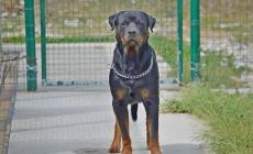 Donna di 68 anni muore sbranata dai suoi due rottweiler a Concordia sulla Secchia
