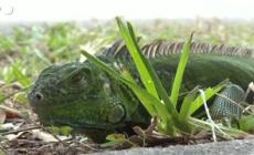 Ondata di freddo negli Usa, iguane congelate cadono dagli alberi in Florida - Video