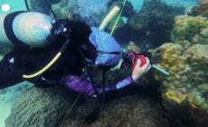 Thailandia, la malattia della "banda gialla" devasta le barriere coralline