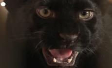 Kiara, una piccola pantera nera trovata in Ucraina e rifugiata in Francia