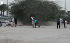 Bahrein, le corse degli asini  attirano le folle